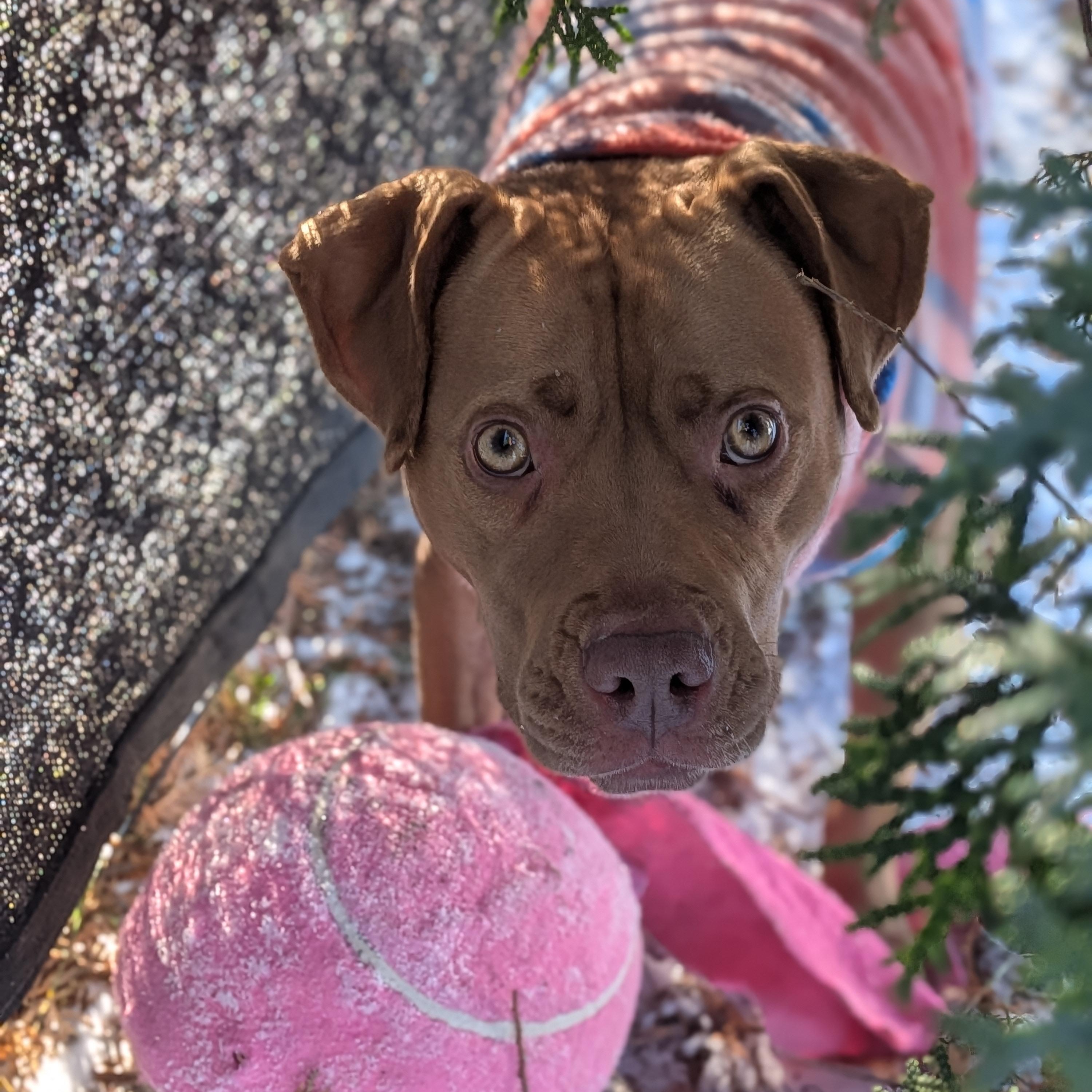Enlarge Sandy, a Adoptable mixed breed in Watertown, WI image 3/5