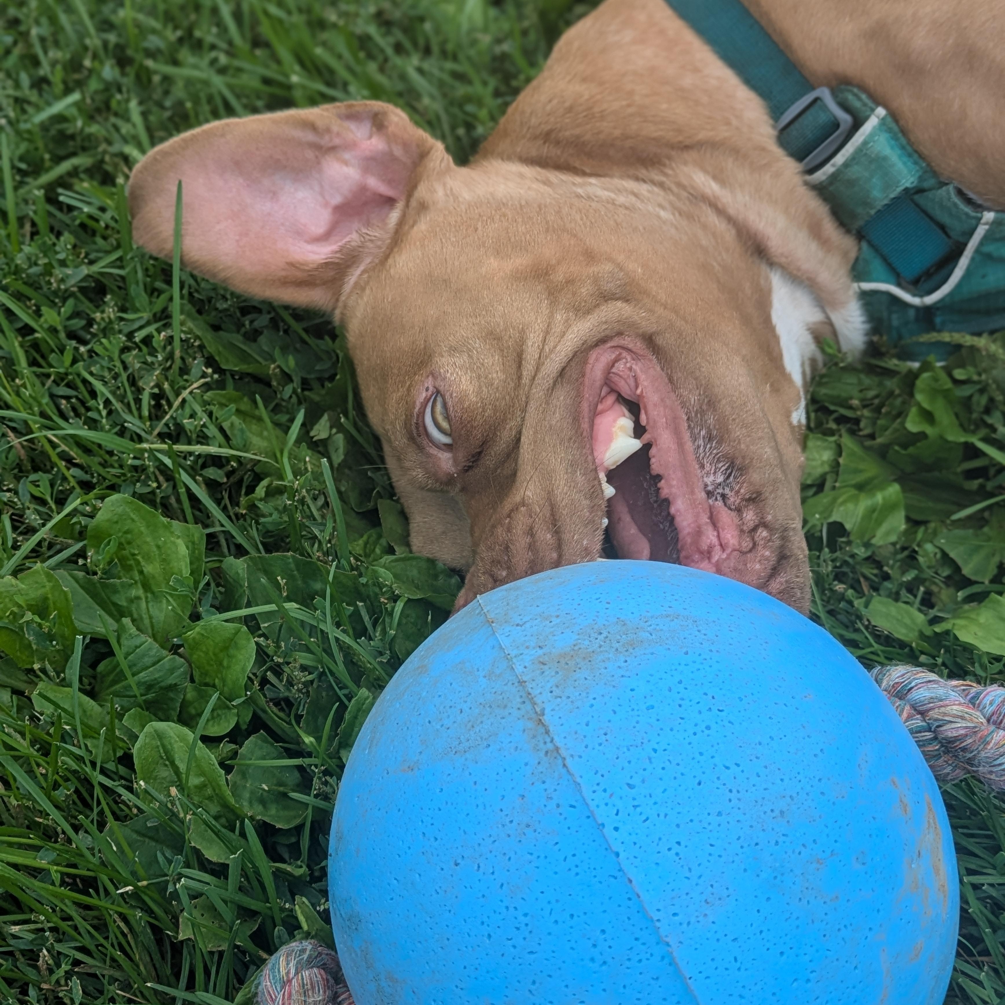 Enlarge Sandy, a Adoptable mixed breed in Watertown, WI image 4/5