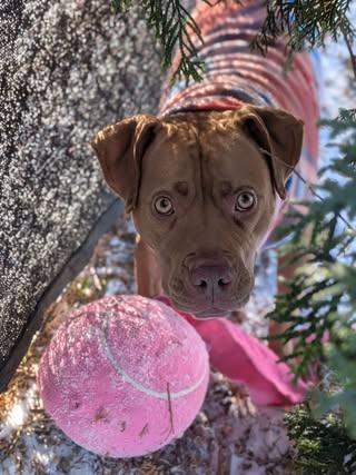 Sandy, a Adoptable mixed breed in Watertown, WI image 2/6