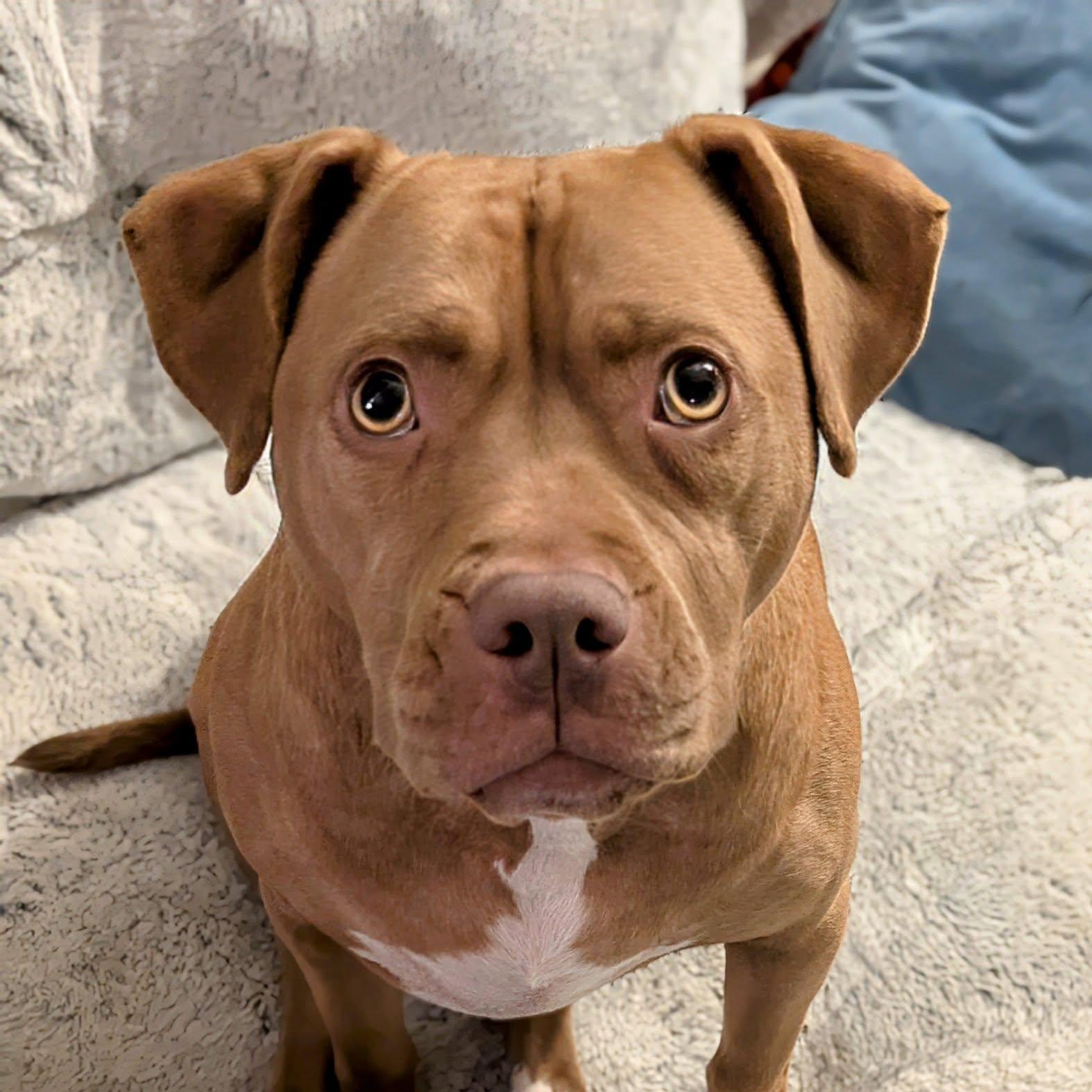 Sandy, an adoptable Mixed Breed in Watertown, WI, 53094 | Photo Image 1