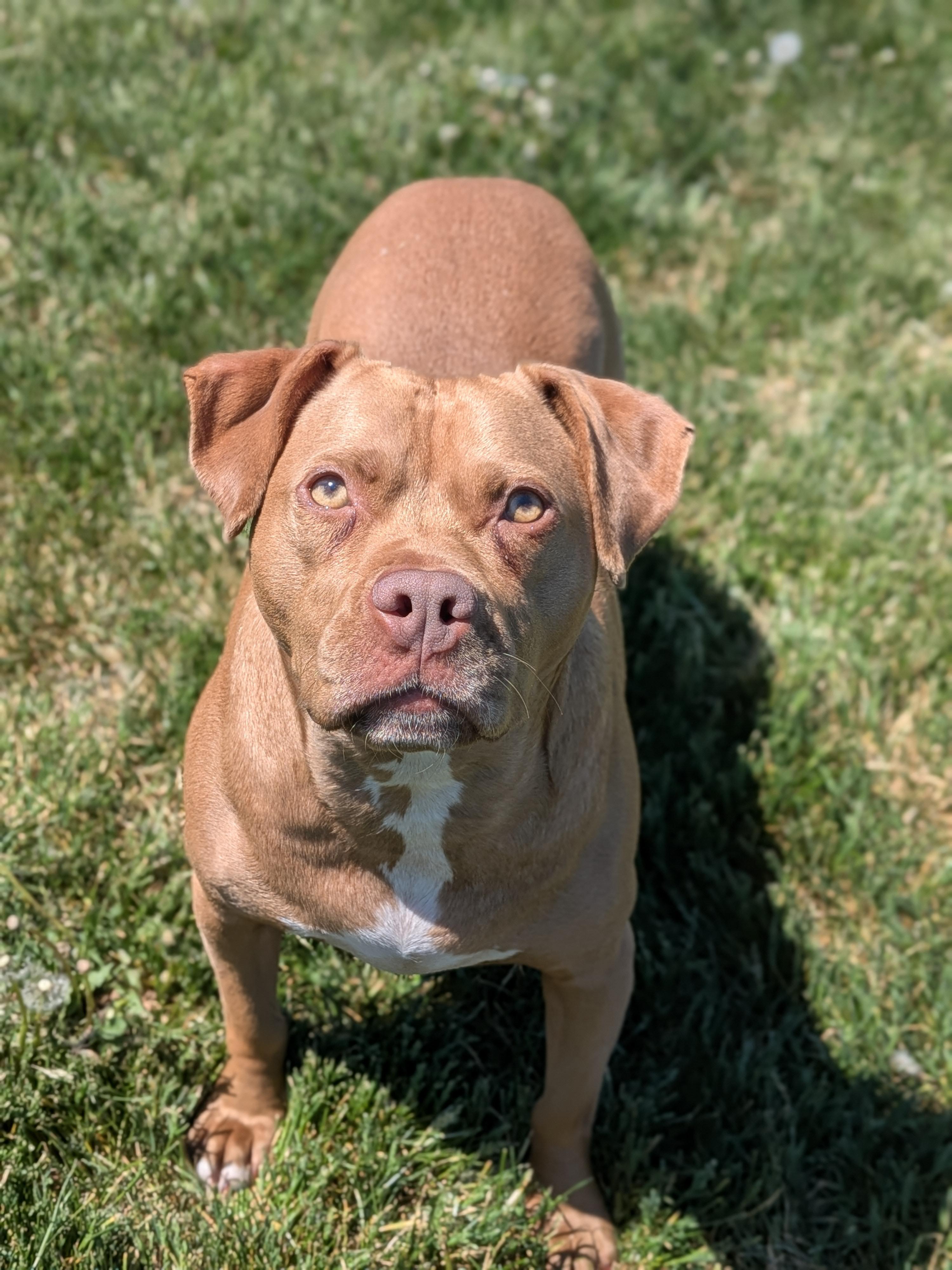 Sandy, a Adoptable mixed breed in Watertown, WI image 5/5