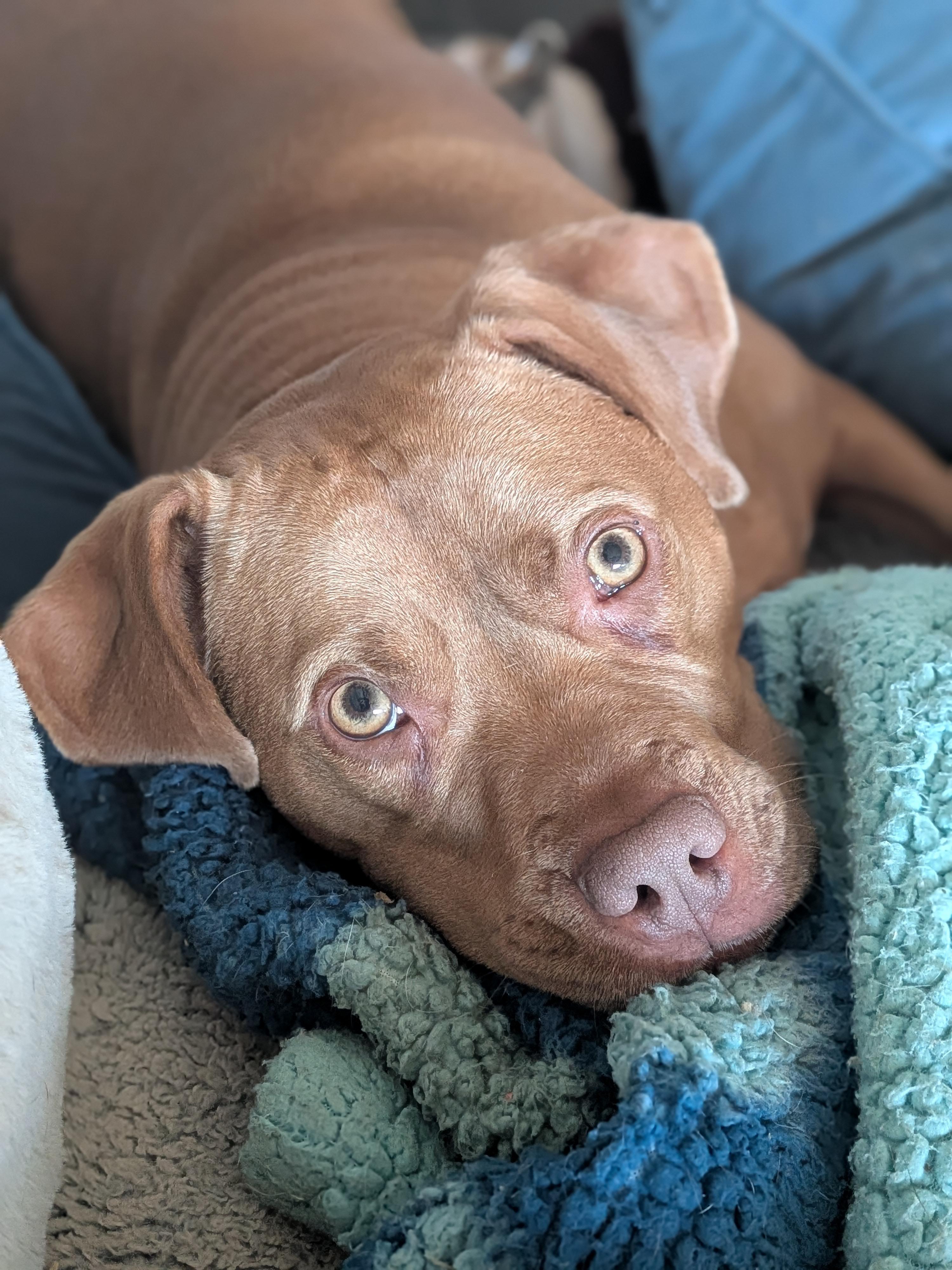 Sandy, Adoptable, Adult Female Pit Bull Terrier.