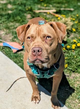 Sandy, an adoptable Mixed Breed in Watertown, WI, 53094 | Photo Image 3