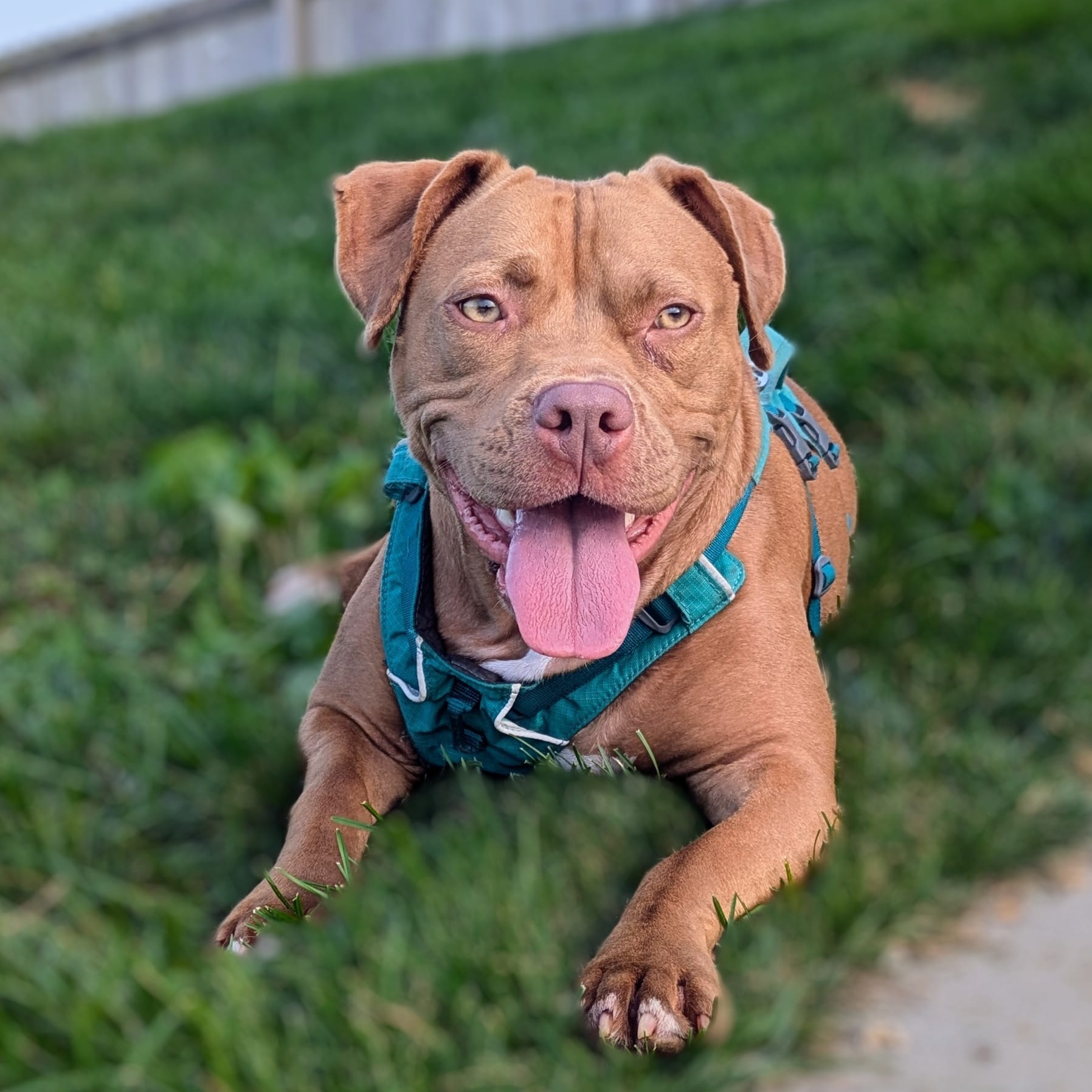 Sandy, a Adoptable mixed breed in Watertown, WI image 6/6