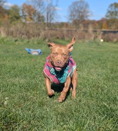 Sandy, a Adoptable mixed breed in Watertown, WI image 3/6
