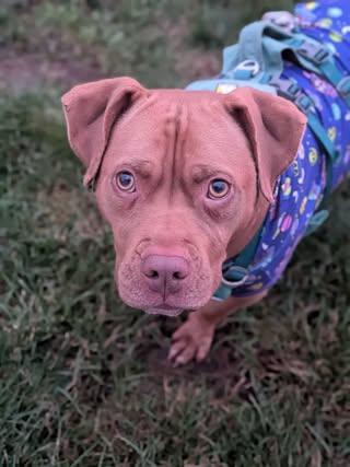 Sandy, a Adoptable mixed breed in Watertown, WI image 4/6