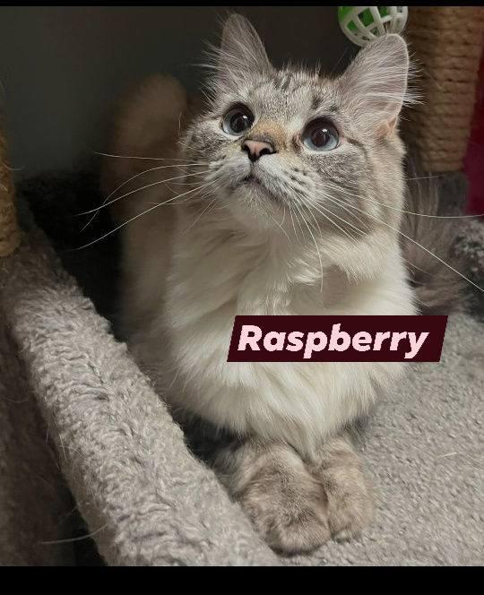 Raspberry, ADOPTABLE, Adult Female Domestic Long Hair.