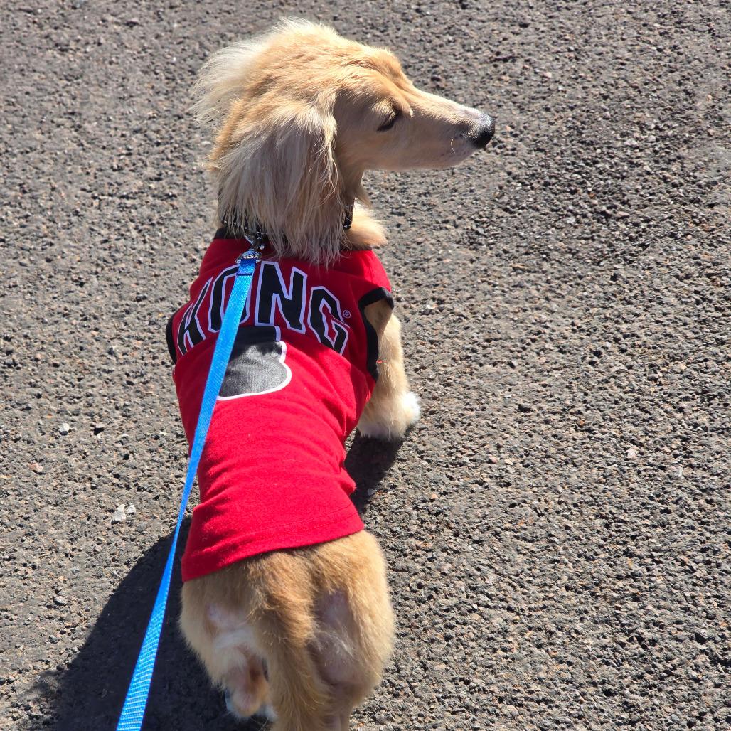 BANDIT, Adoptable, Adult Male Dachshund (Miniature Long Haired) & Dachshund (Miniature Long Haired).