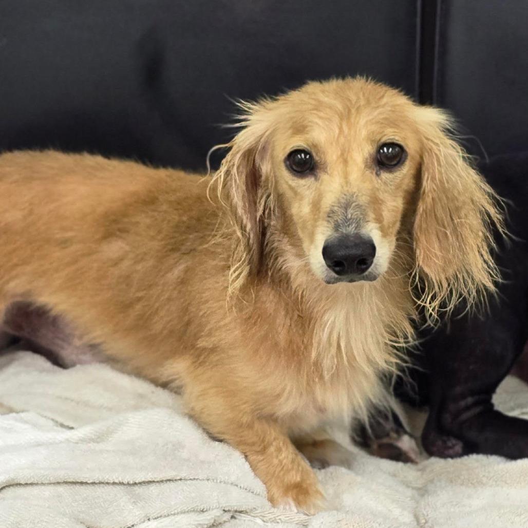 Enlarge BANDIT, a Adoptable mixed breed in Holton, KS image 2/2
