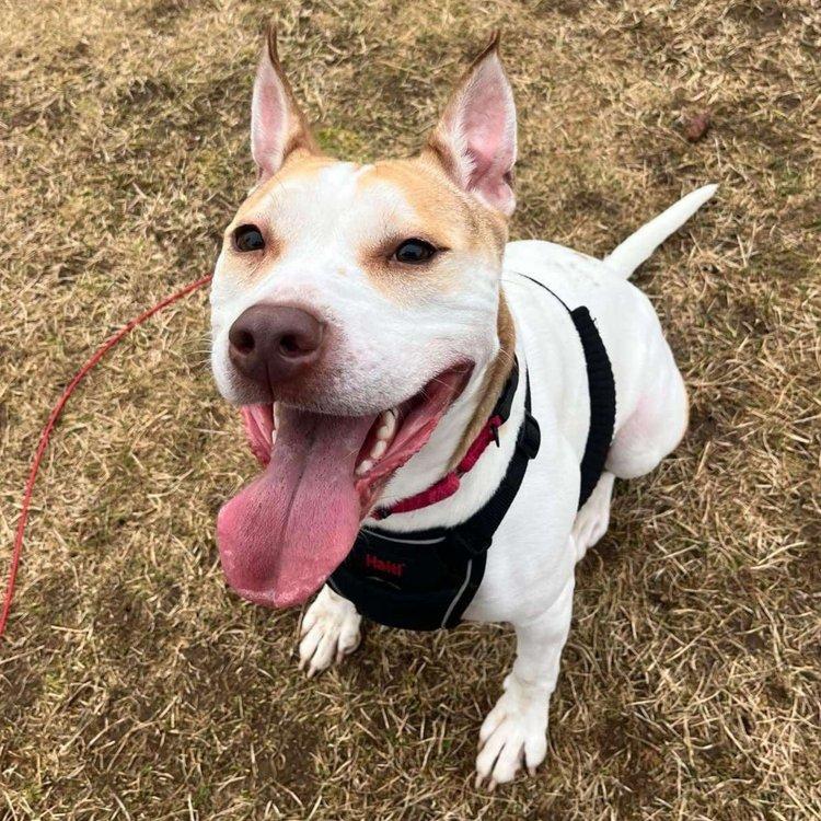 Asha, an adoptable Jack Russell Terrier, American Bully in Abbotsford, BC, V3G 2L5 | Photo Image 3