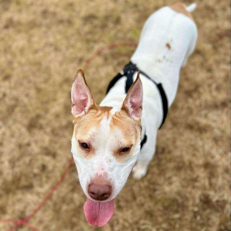 Asha, an adoptable Jack Russell Terrier, American Bully in Abbotsford, BC, V3G 2L5 | Photo Image 5