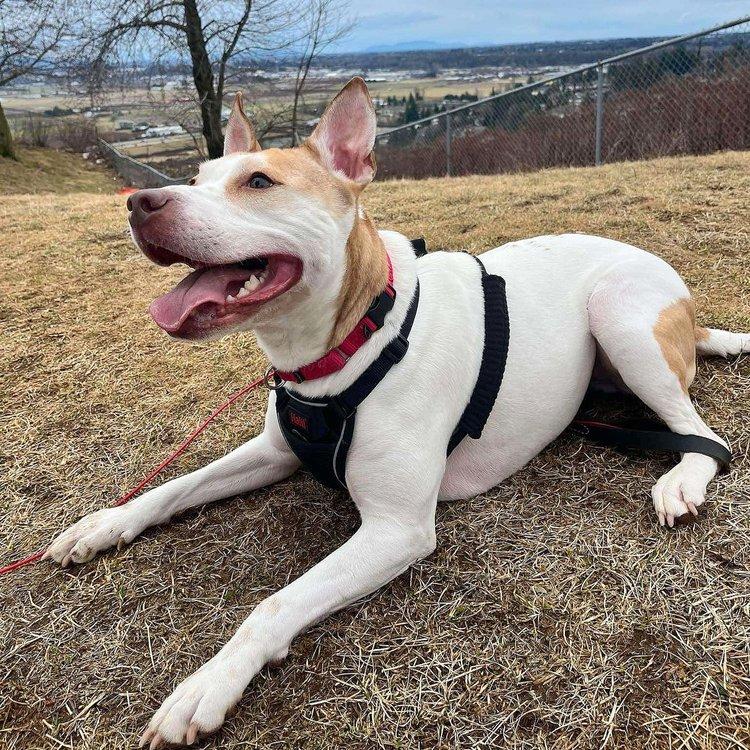 Asha, an adoptable Jack Russell Terrier, American Bully in Abbotsford, BC, V3G 2L5 | Photo Image 6