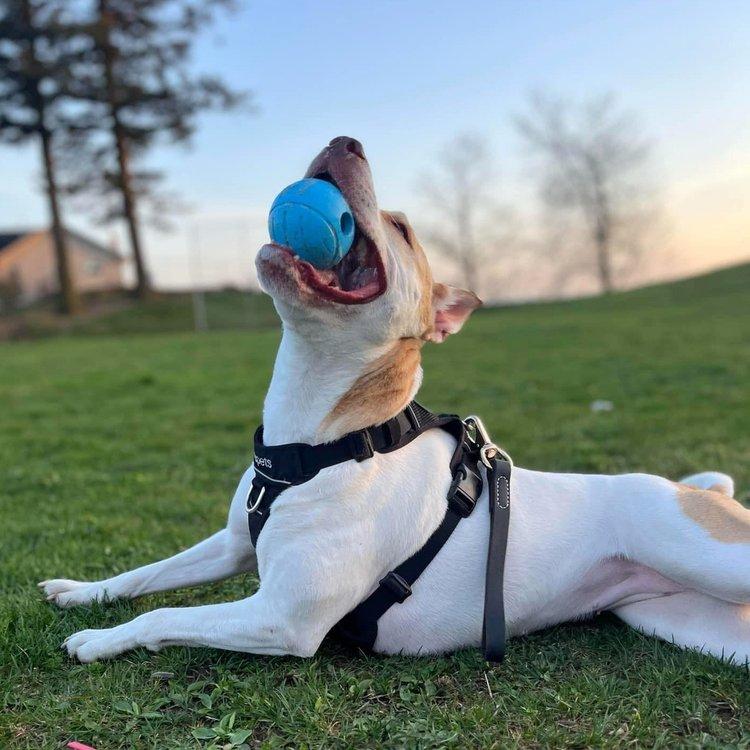 Asha, an adoptable Jack Russell Terrier, American Bully in Abbotsford, BC, V3G 2L5 | Photo Image 2