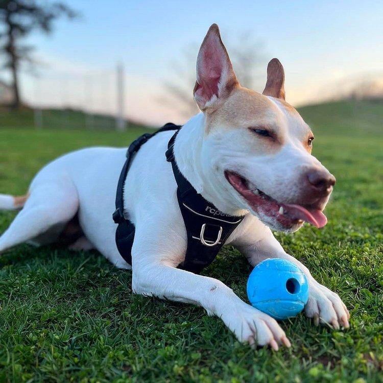 Asha, an adoptable Jack Russell Terrier, American Bully in Abbotsford, BC, V3G 2L5 | Photo Image 1