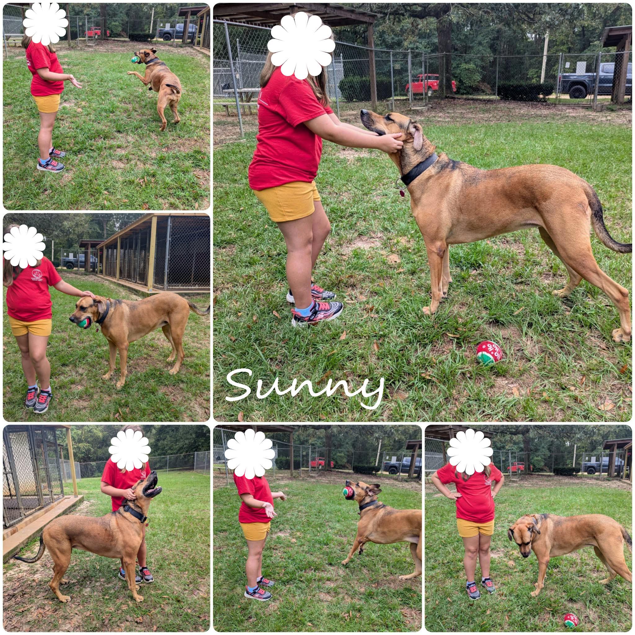 Enlarge Sunny, a Adoptable mixed breed in Ozark, AL image 3/6