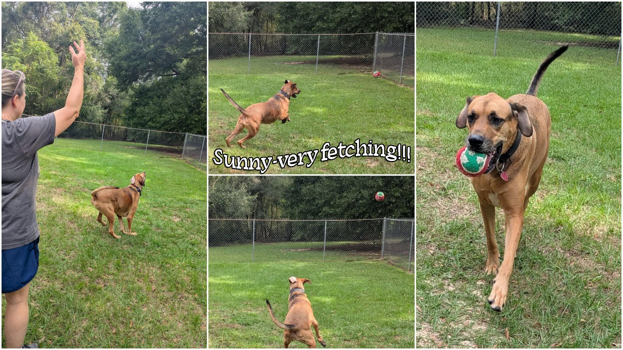 Enlarge Sunny, a Adoptable mixed breed in Ozark, AL image 5/6