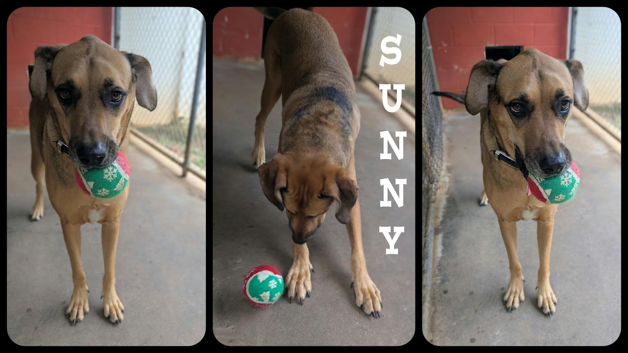 Enlarge Sunny, a Adoptable mixed breed in Ozark, AL image 4/6