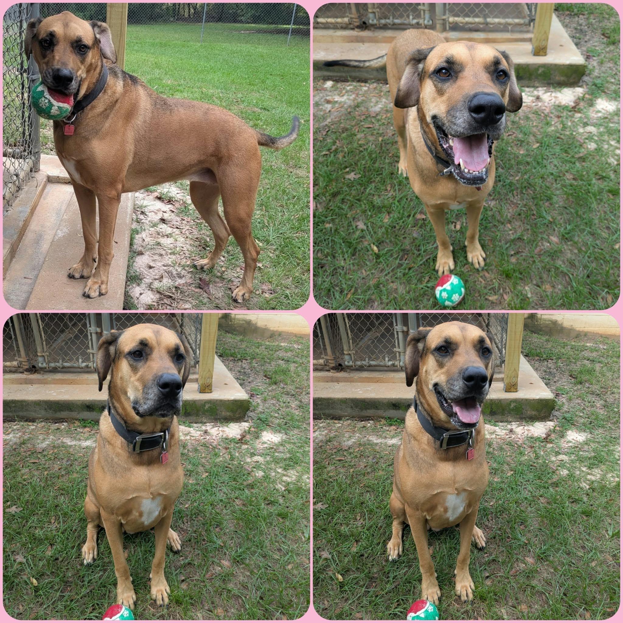 Enlarge Sunny, a Adoptable mixed breed in Ozark, AL image 2/6