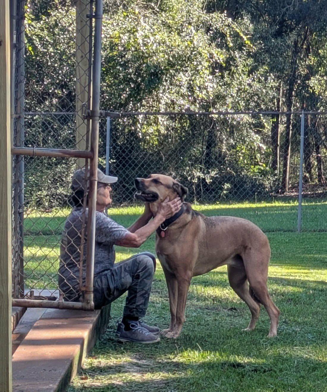 Enlarge Sunny, a Adoptable mixed breed in Ozark, AL image 6/6