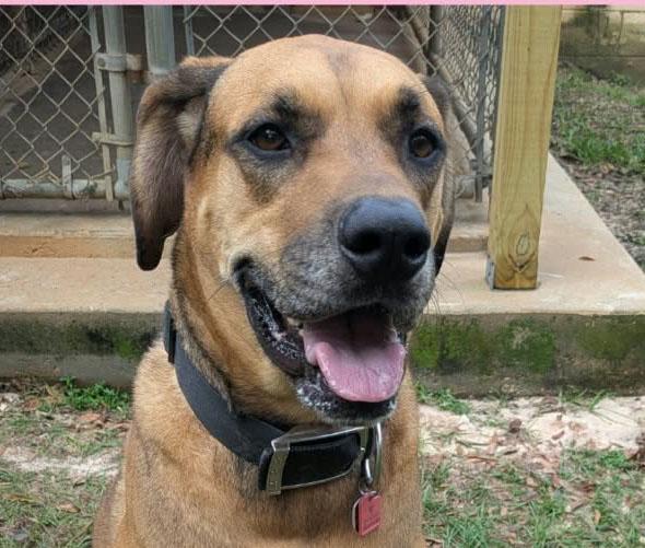 Sunny, Adoptable, Adult Female Great Dane.