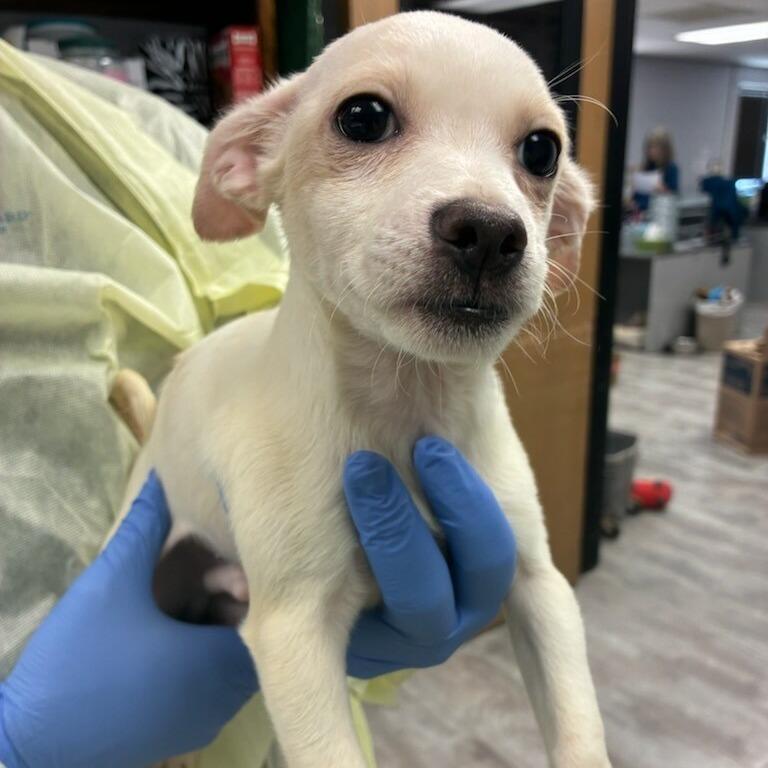 Croissant, Adoptable, Puppy Male Chihuahua.