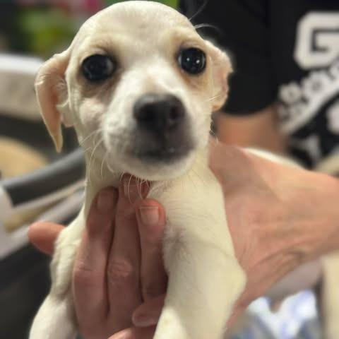 Croissant, a Adoptable mixed breed in Amarillo, TX image 2/2