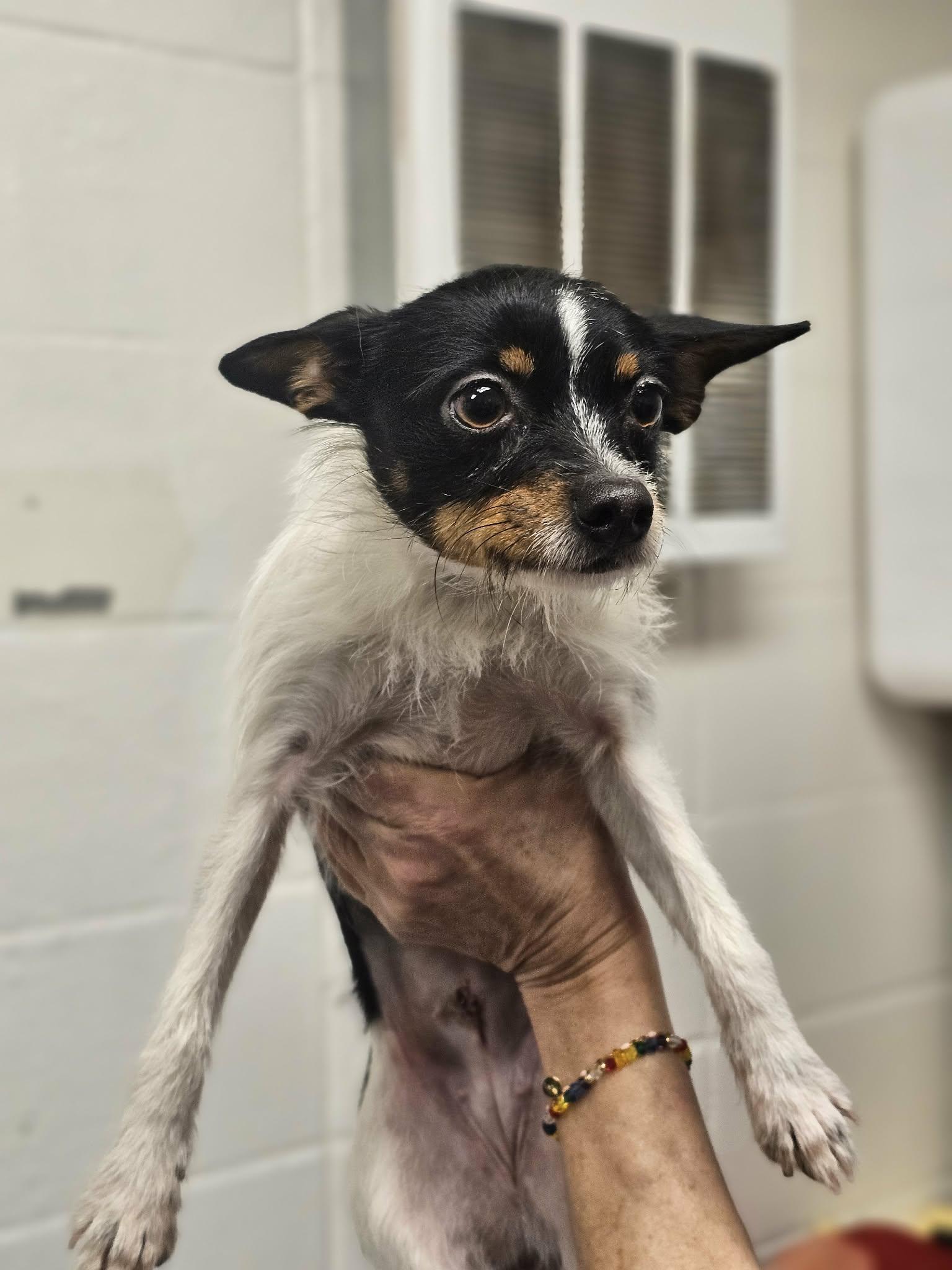 Enlarge Pin Pin, an adopted mixed breed in Grants Pass, OR image 5/5