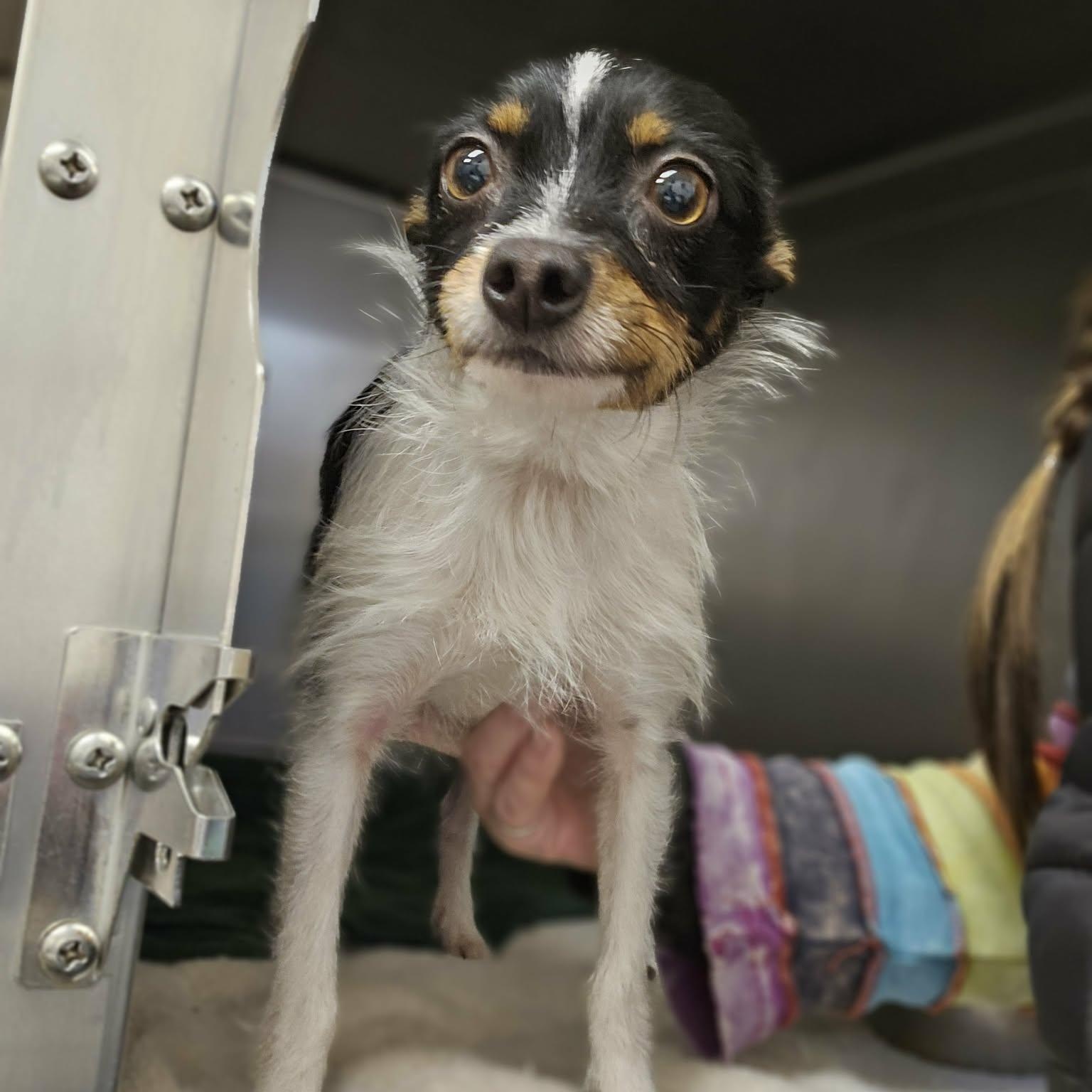 Enlarge Pin Pin, an adopted mixed breed in Grants Pass, OR image 4/5
