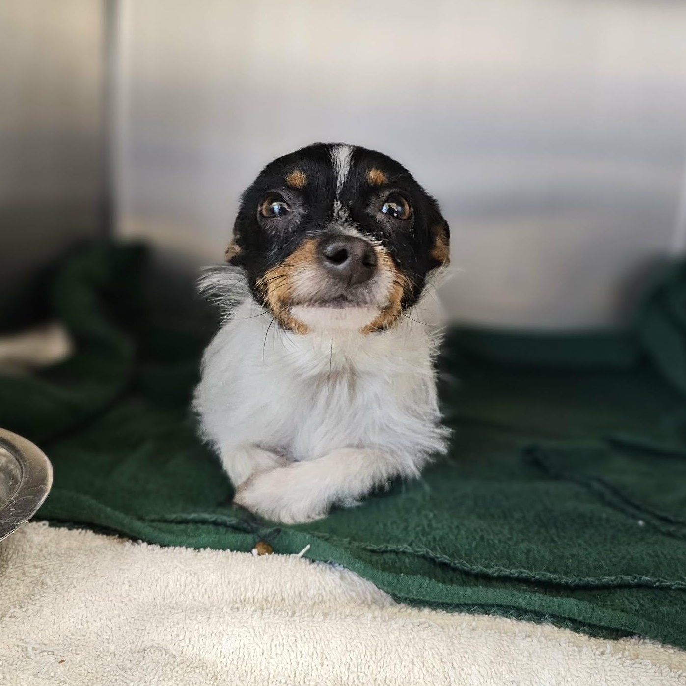 Enlarge Pin Pin, an adopted mixed breed in Grants Pass, OR image 2/5