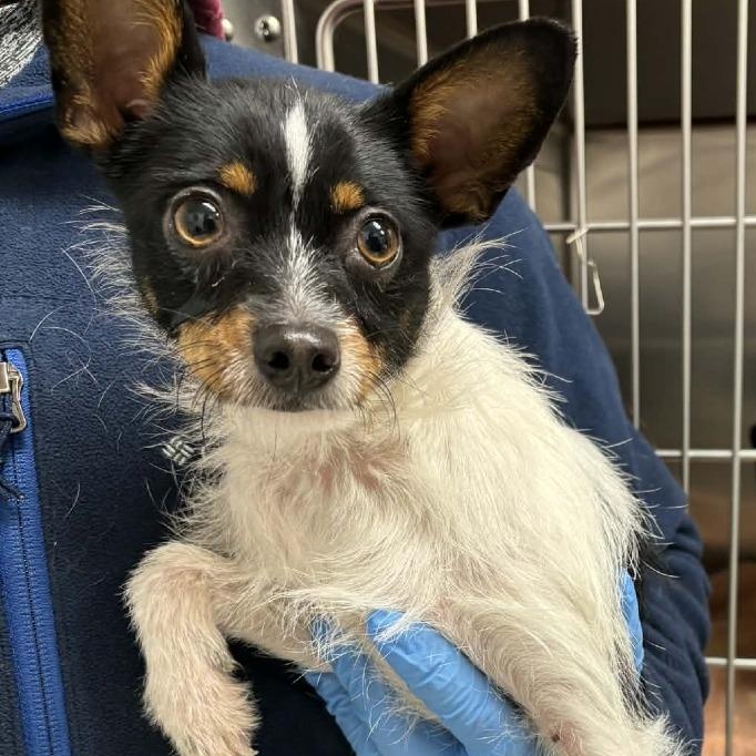 Pin Pin, adopted, Young Female Chihuahua.