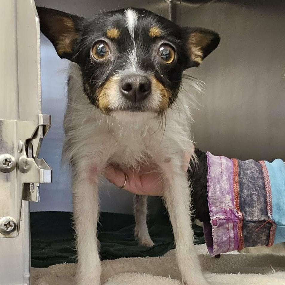 Enlarge Pin Pin, an adopted mixed breed in Grants Pass, OR image 3/5