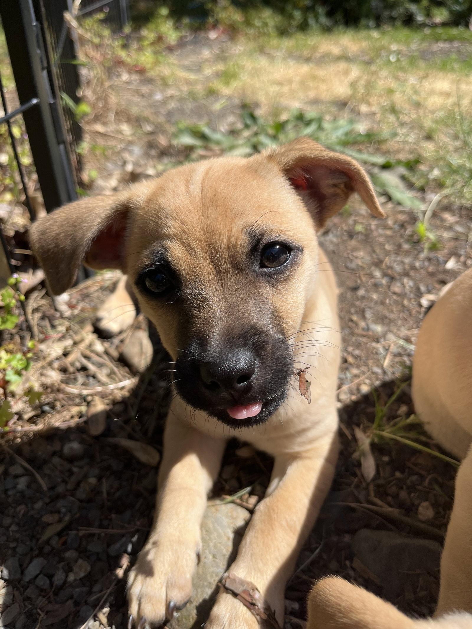 Optimus Prime, a Adoptable mixed breed in Portland, OR image 1/3