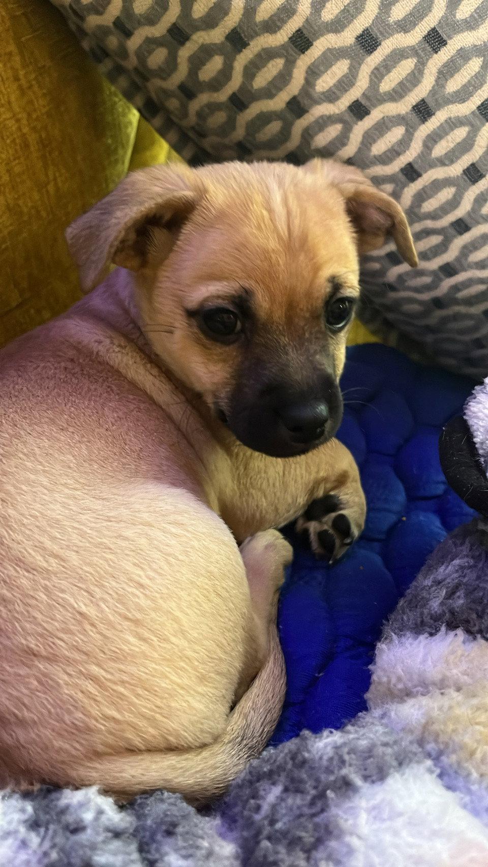 Optimus Prime, a Adoptable mixed breed in Portland, OR image 2/3