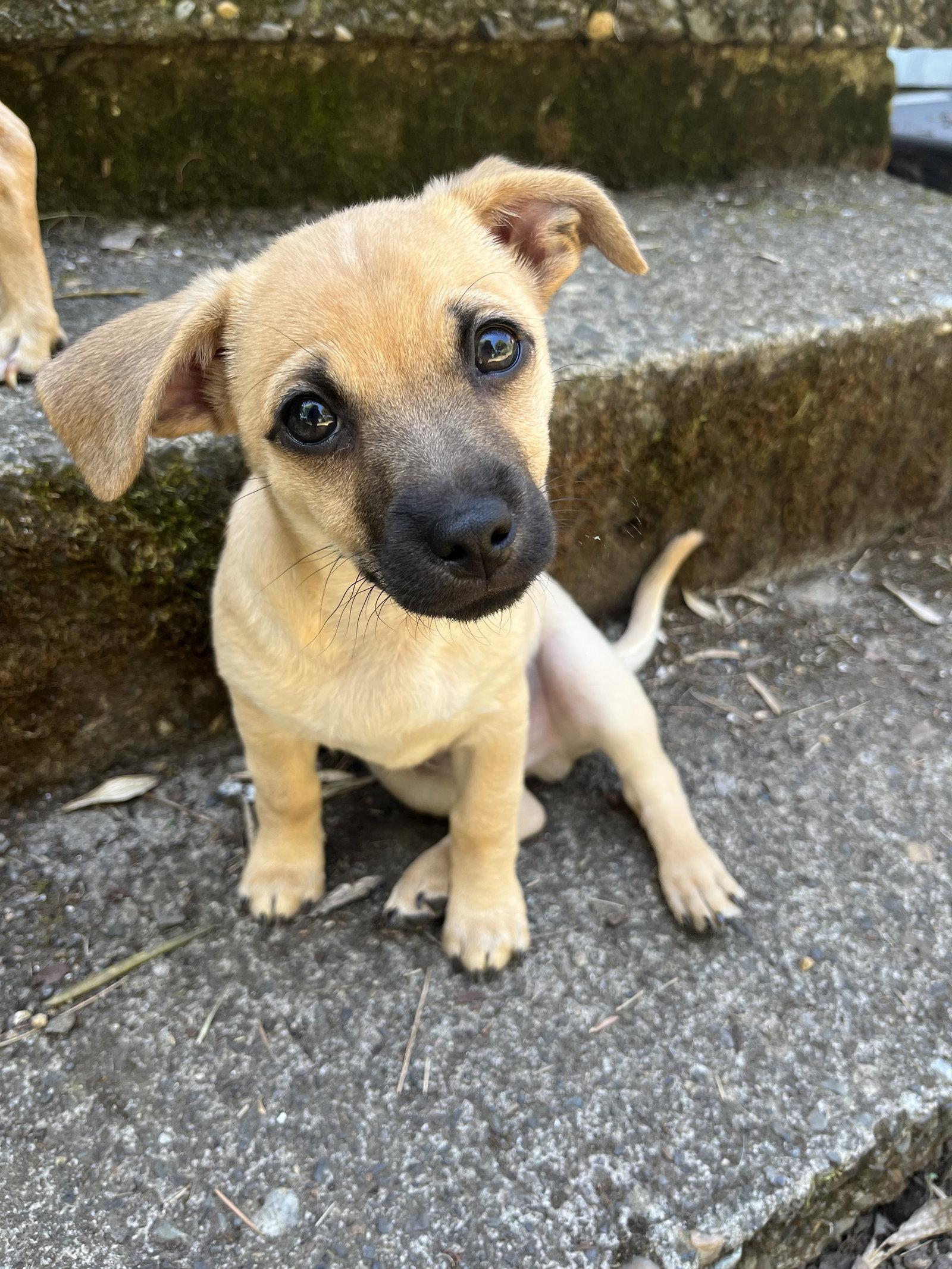 Optimus Prime, a Adoptable mixed breed in Portland, OR image 3/3