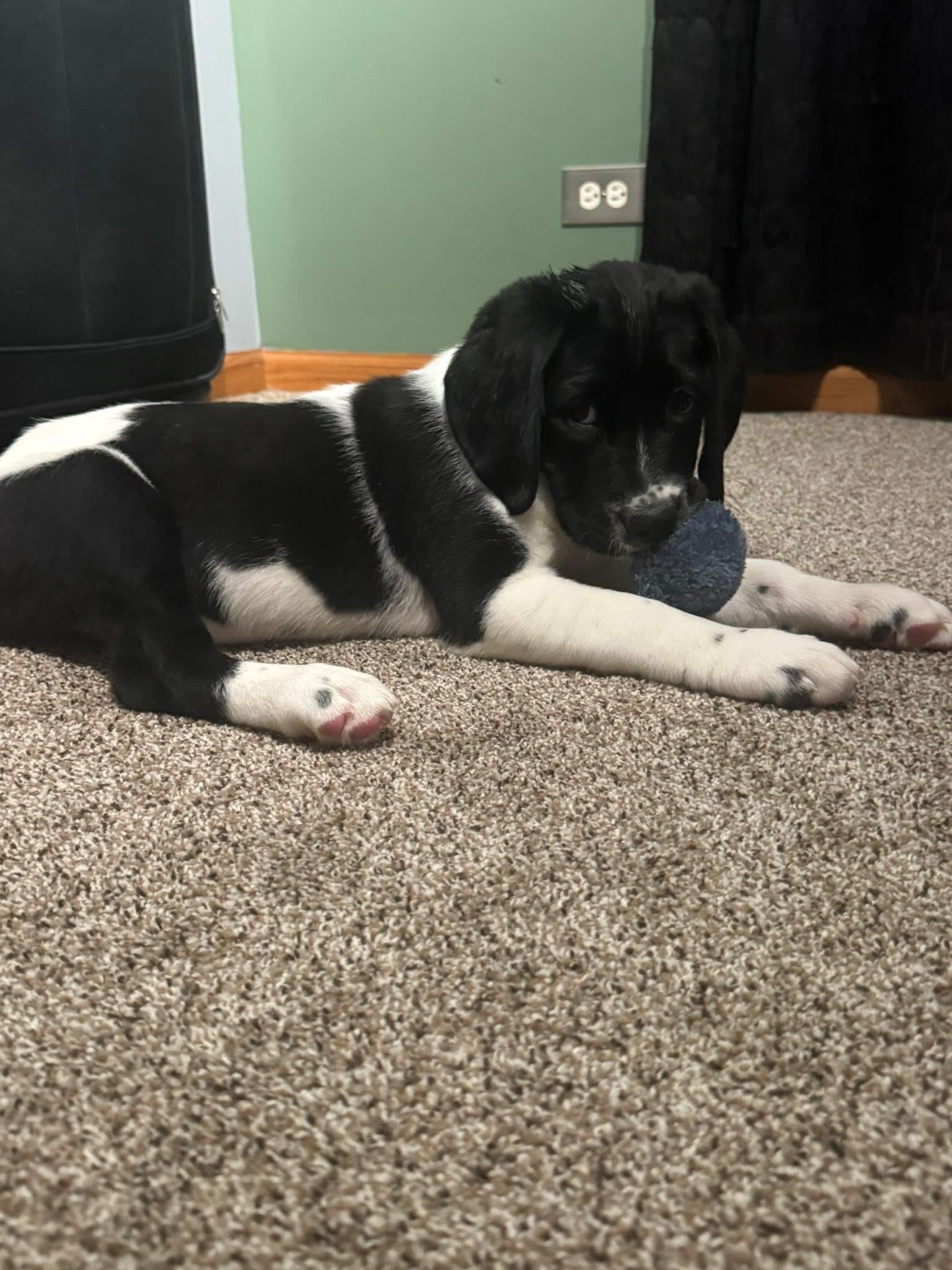 Enlarge Parmesan , an adopted mixed breed in Orland Park, IL image 2/3