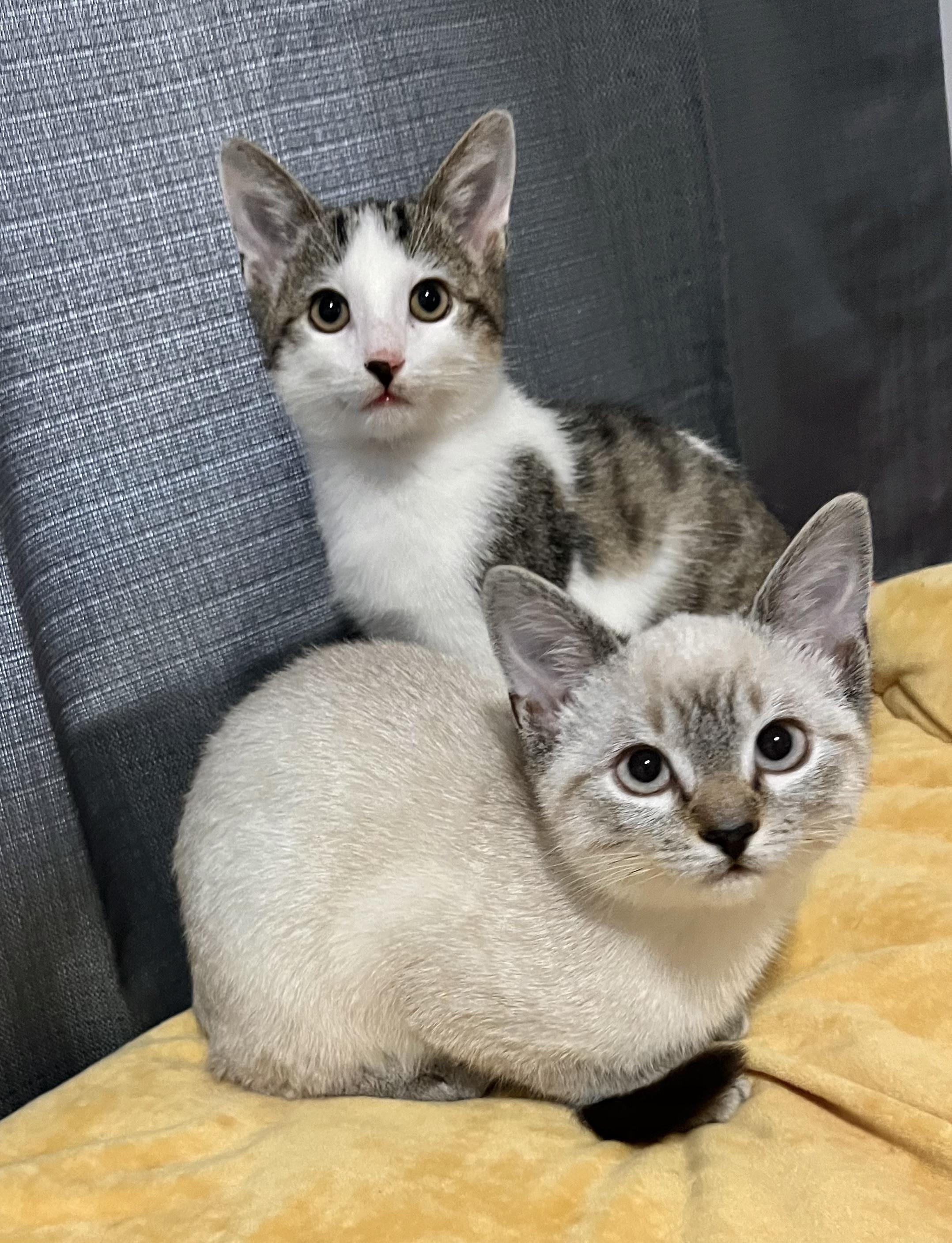 family cats　0308 Lilli | Dallas Pets Alive!