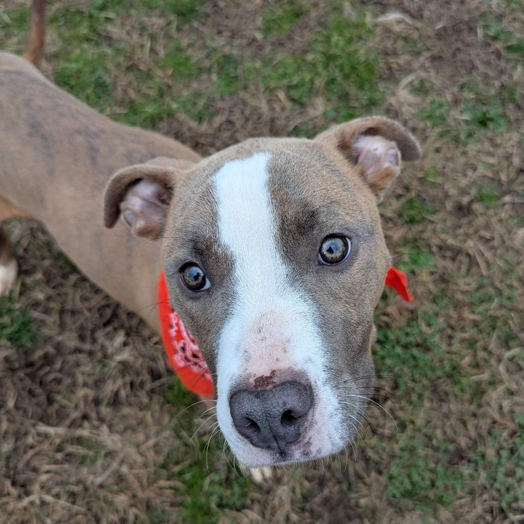 Gabe, Adoptable, Young Male Mixed Breed.