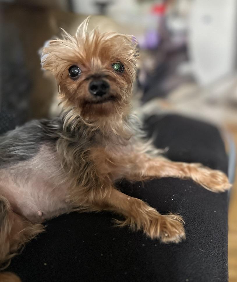 Hadassah: tiny, mighty and ready for LIFE, Adoptable, Adult Female Yorkshire Terrier.