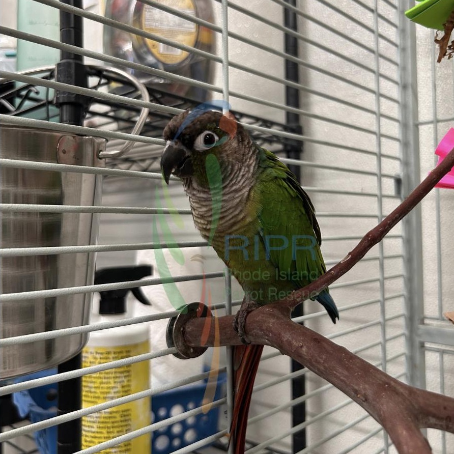 Enlarge Mya, a Adopted Conure in Warwick, RI image 2/4