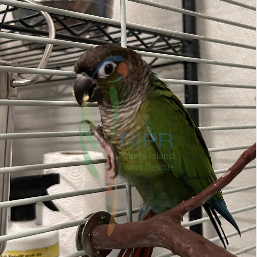 Mya, Adopted, Adult Unknown Conure.