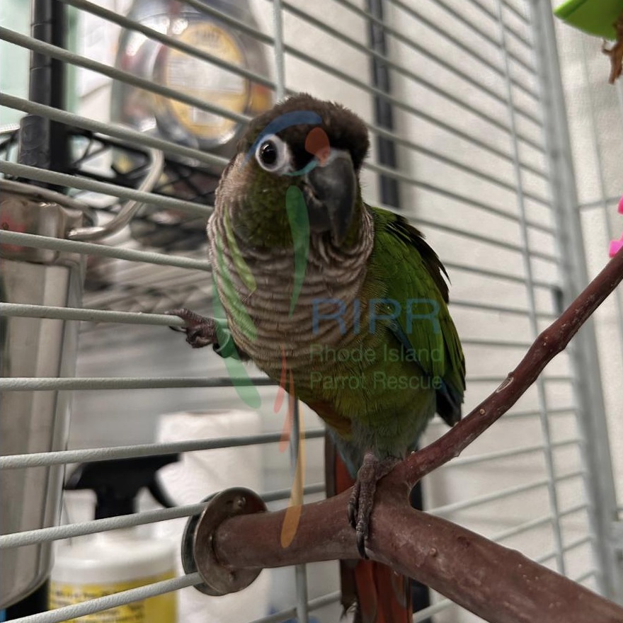 Enlarge Mya, a Adopted Conure in Warwick, RI image 4/4