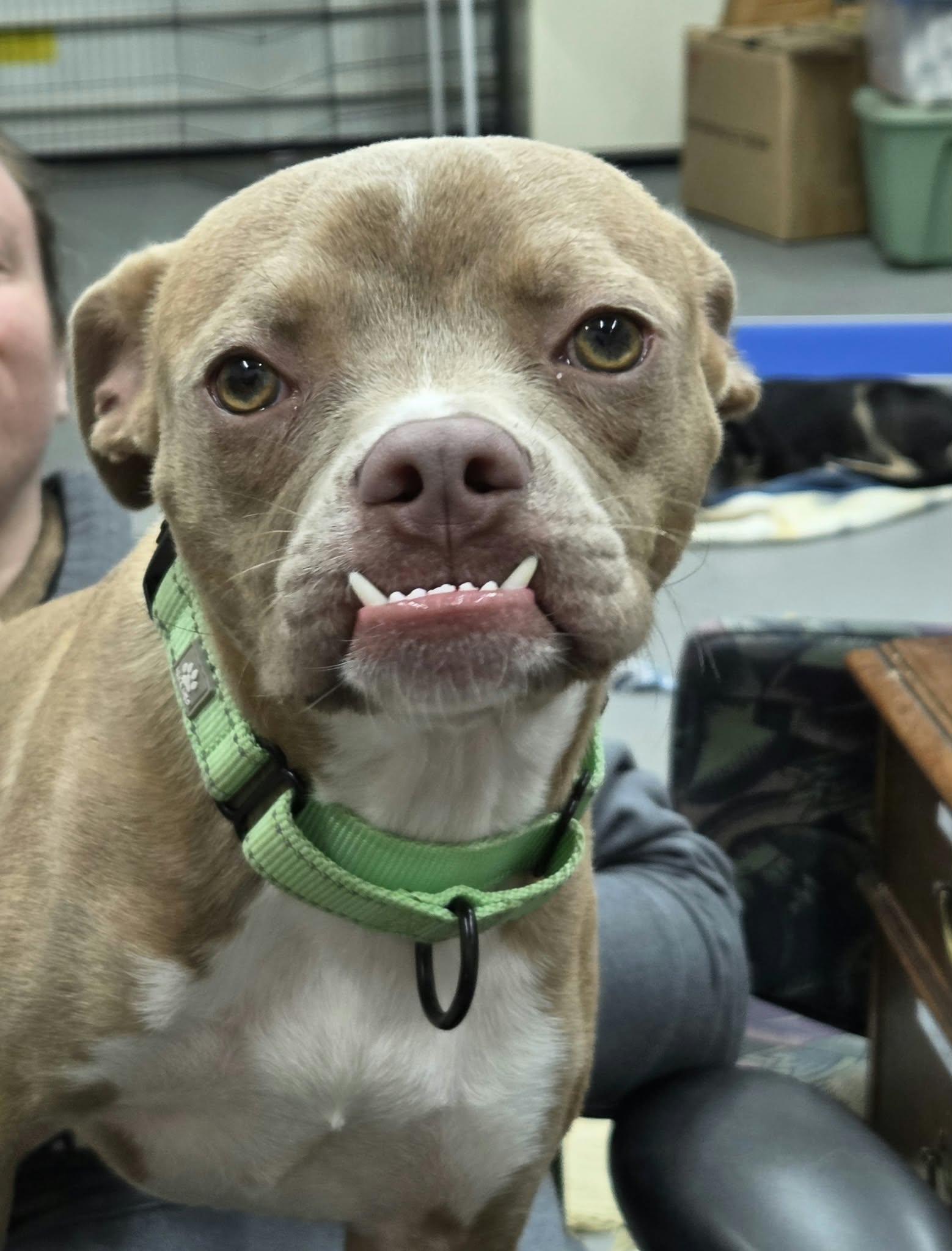 Enlarge Harold the Boston Terrier Mix, a Adoptable mixed breed in Muskego, WI image 1/6