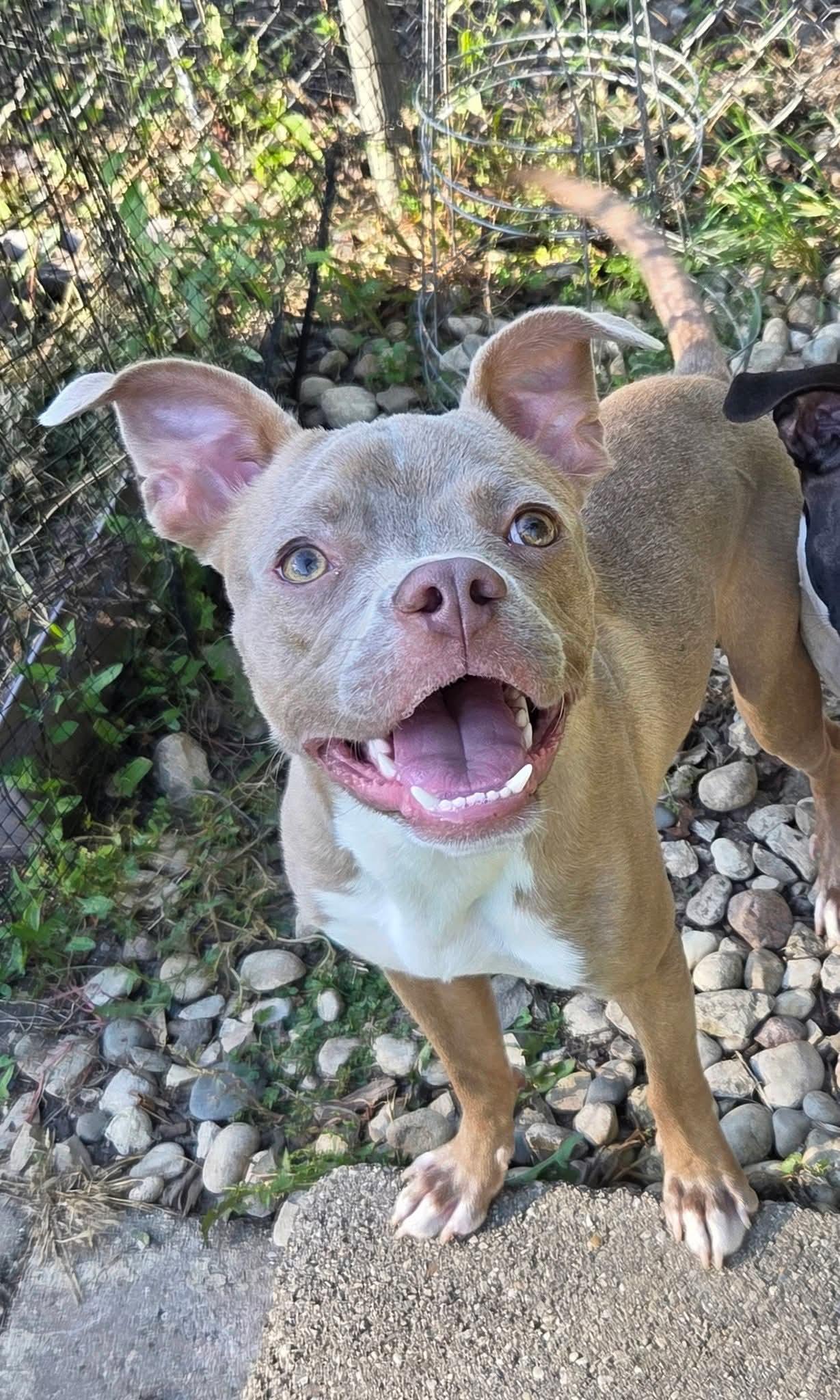 Enlarge Harold the Boston Terrier Mix, a Adoptable mixed breed in Muskego, WI image 2/6