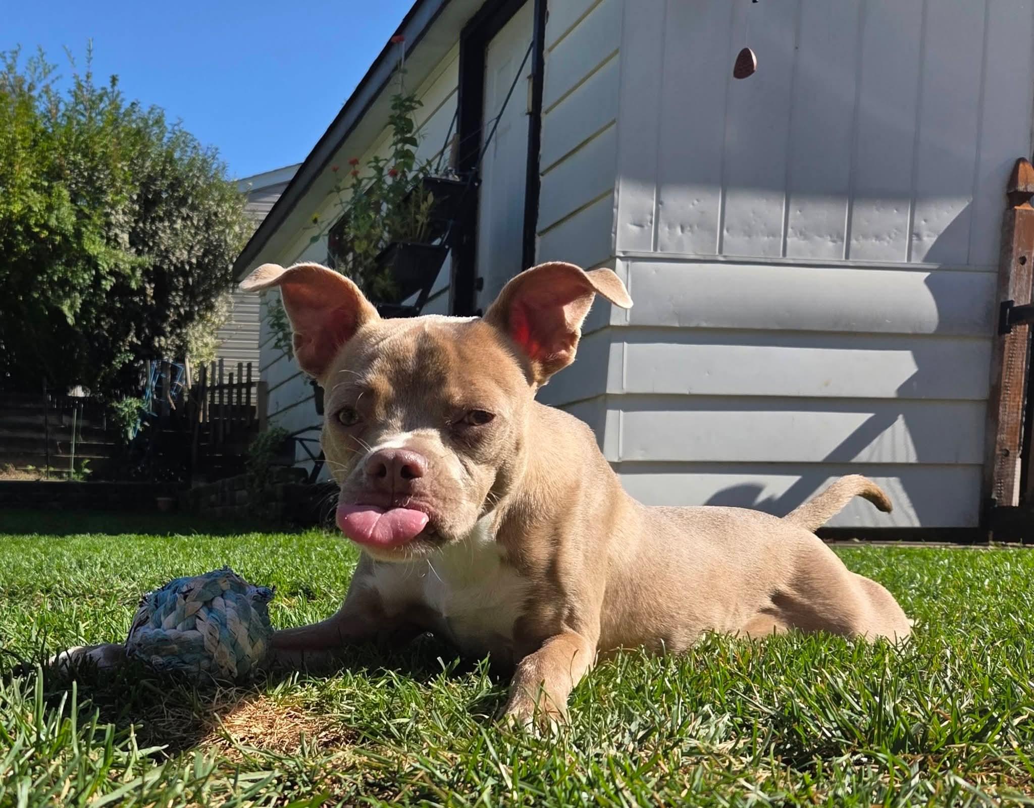 Enlarge Harold the Boston Terrier Mix, a Adoptable mixed breed in Muskego, WI image 5/6