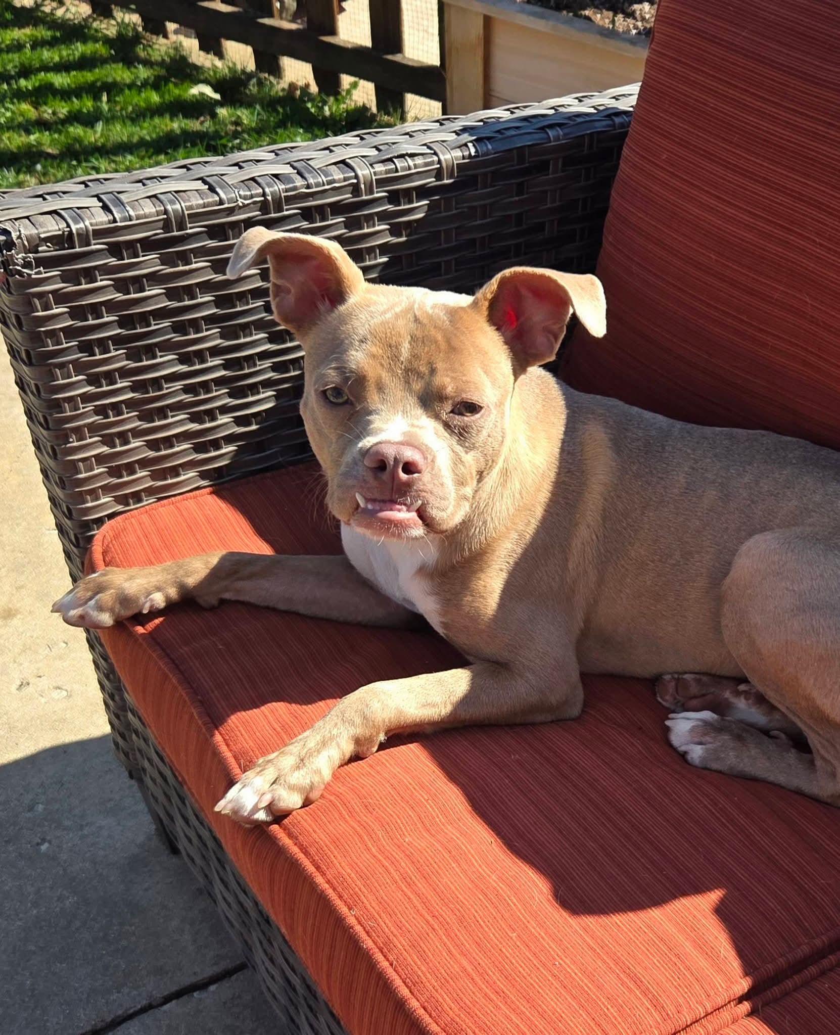 Enlarge Harold the Boston Terrier Mix, a Adoptable mixed breed in Muskego, WI image 6/6