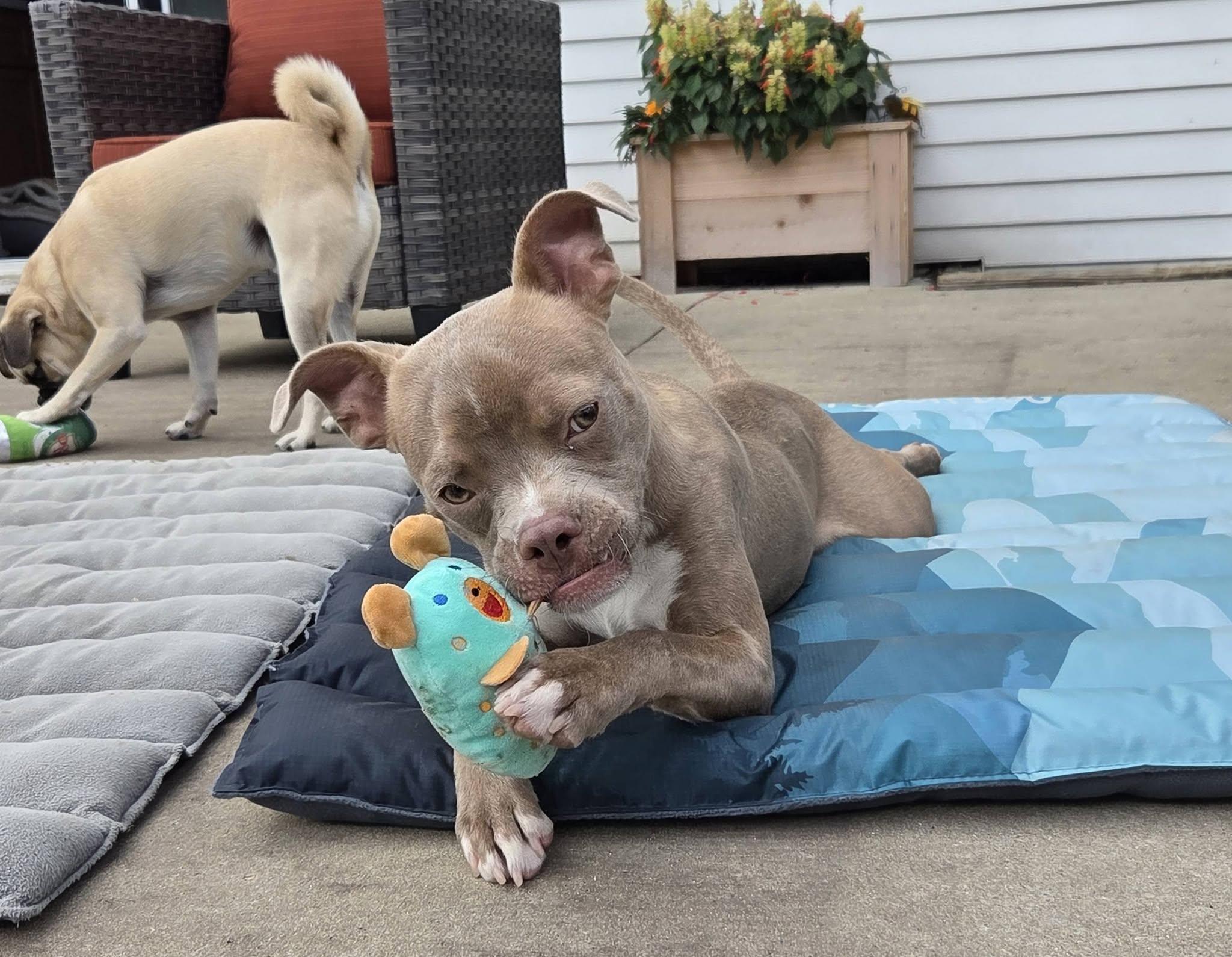 Enlarge Harold the Boston Terrier Mix, a Adoptable mixed breed in Muskego, WI image 3/6