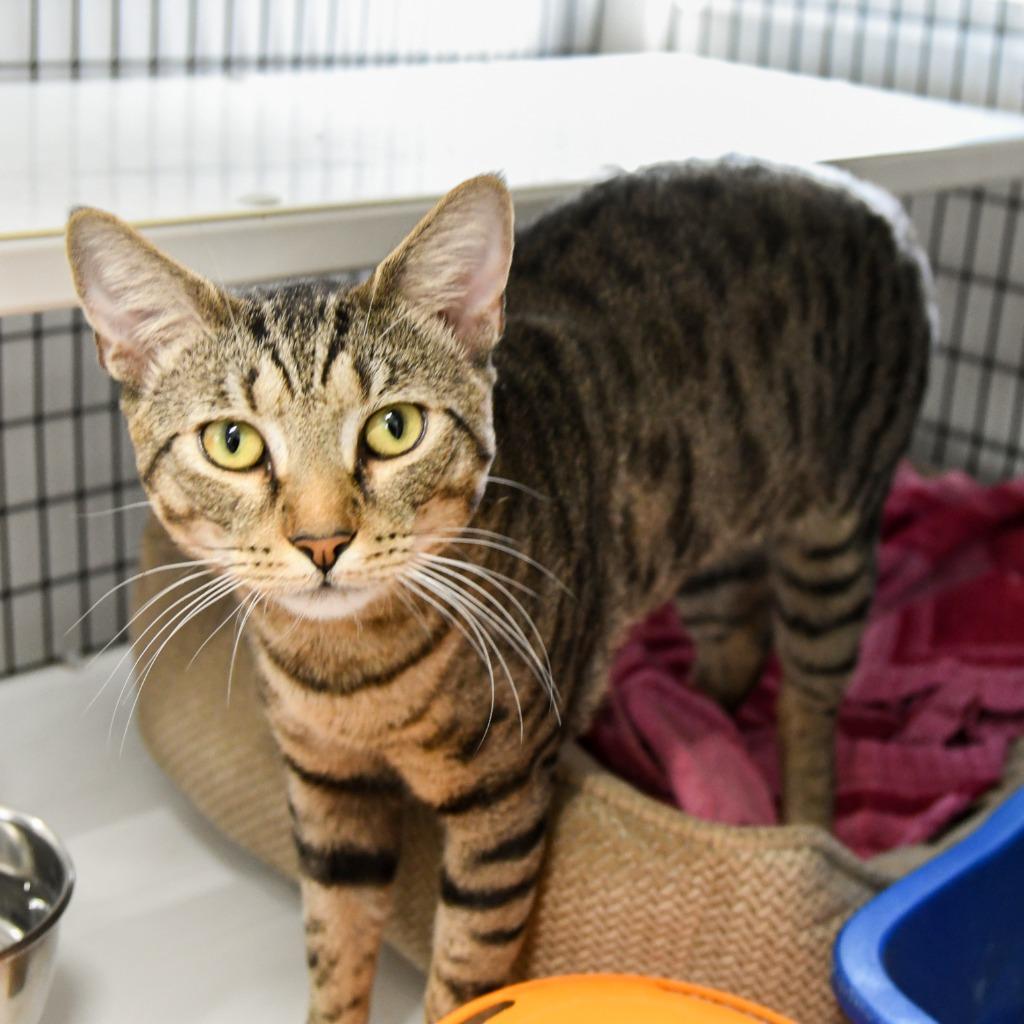 Benito, a Adoptable mixed breed in Ewing, NJ image 1/6