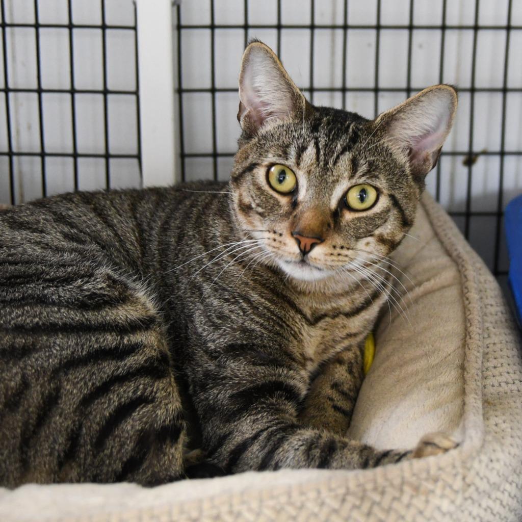 Benito, Adoptable, Young Male Domestic Short Hair.