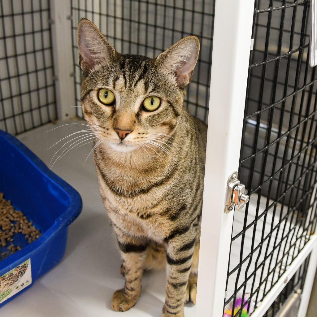 Benito, a Adoptable mixed breed in Ewing, NJ image 2/4