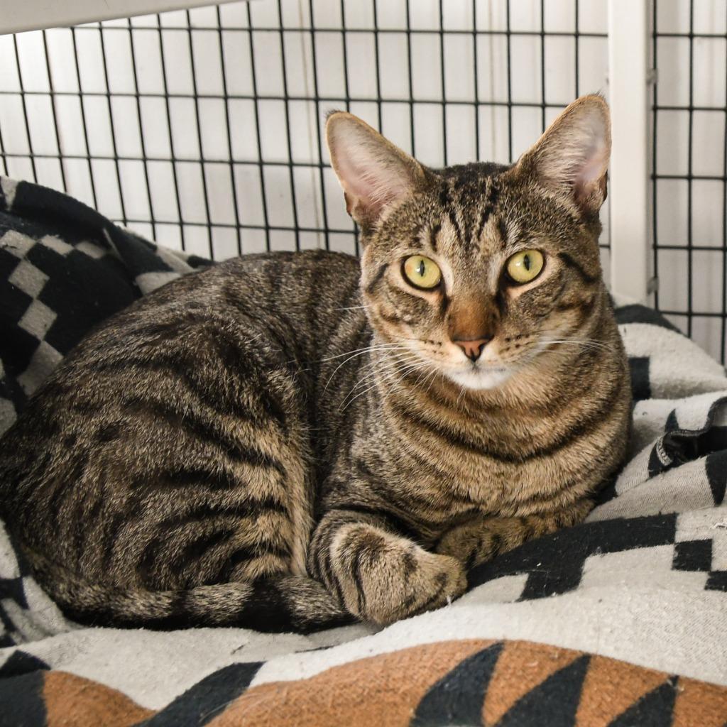 Benito, a Adoptable mixed breed in Ewing, NJ image 2/6